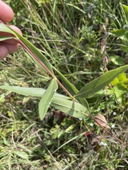 Helianthus pauciflorus