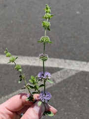 Mentha pulegium