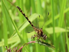 Progomphus alachuensis
