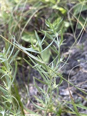 Lithospermum incisum