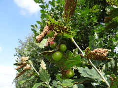 Neuroterus numismalis