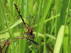 Progomphus alachuensis
