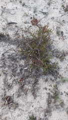 Diastella proteoides