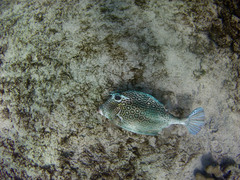 Acanthostracion polygonium