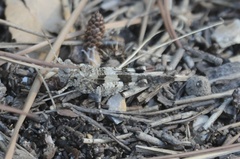 Oedipoda