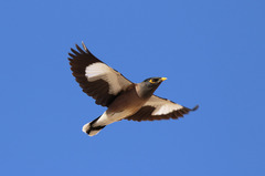 Acridotheres tristis