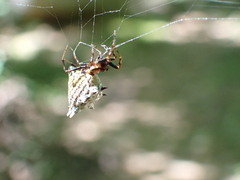 Micrathena gracilis