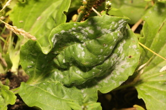 Golovinomyces sordidus