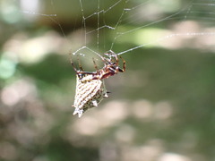 Micrathena gracilis