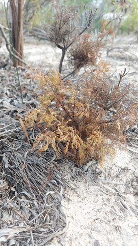 Image of Serruria decipiens by (c) Jacques van der Merwe, some rights reserved (CC BY-SA)