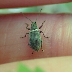 Cyrtepistomus castaneus