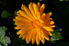 Calendula