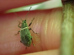 Cyrtepistomus castaneus