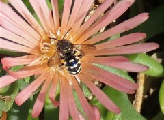 Dianthidium