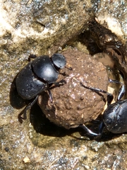 Scarabaeinae