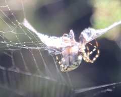 Argiope lobata
