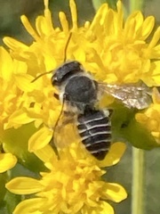 Megachile rotundata