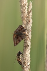 Euclidia glyphica