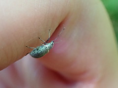 Cyrtepistomus castaneus