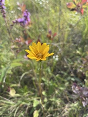 Helianthus occidentalis