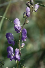 Aconitum napellus