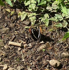 Limenitis lorquini