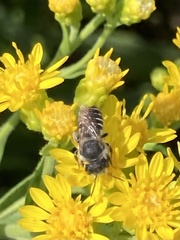 Megachile rotundata