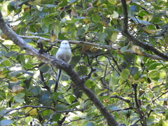 Aegithalos caudatus
