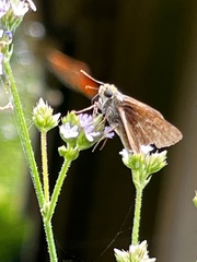 Polites themistocles