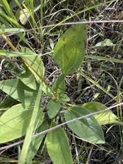 Helianthus occidentalis