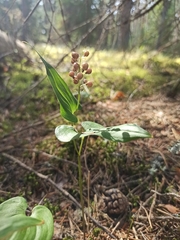 Maianthemum bifolium