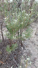 Leucadendron cinereum