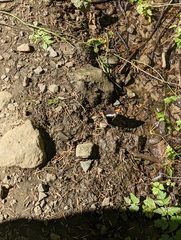 Limenitis lorquini