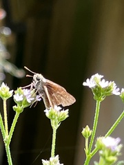 Polites themistocles