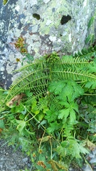Athyrium