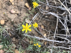 Gutierrezia californica