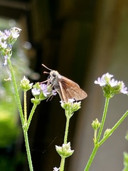 Polites themistocles