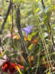 Campanula intercedens