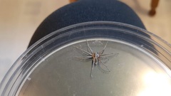 Lycosoidea