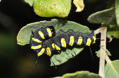 Acronicta alni