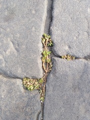 Portulaca oleracea