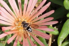 Dianthidium