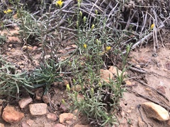 Gutierrezia californica