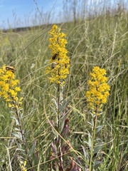 Solidago speciosa
