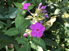 Phlox maculata