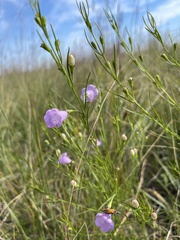 Agalinis aspera