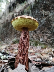 Aureoboletus russellii