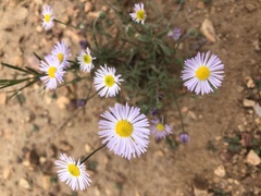 Erigeron divergens