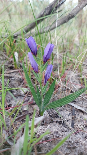 Image of Babiana leipoldtii by (c) Jacques van der Merwe, some rights reserved (CC BY-SA)