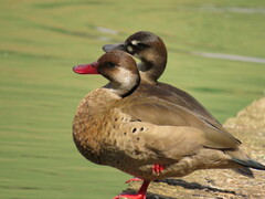 Amazonetta brasiliensis